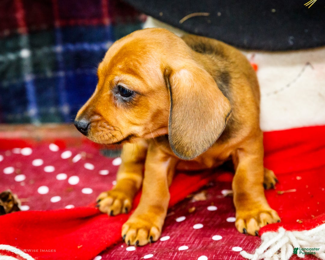 Miniature Dachshund dogs for sale: Tootsie - Ad 4