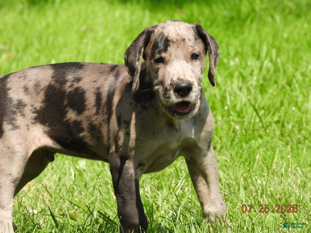 Great Dane dogs for sale: Great Dane 3 - Ad 1