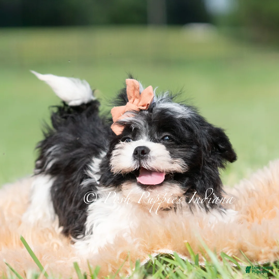 Shih Tzu dogs for sale: Barry Bloom - Ad 1