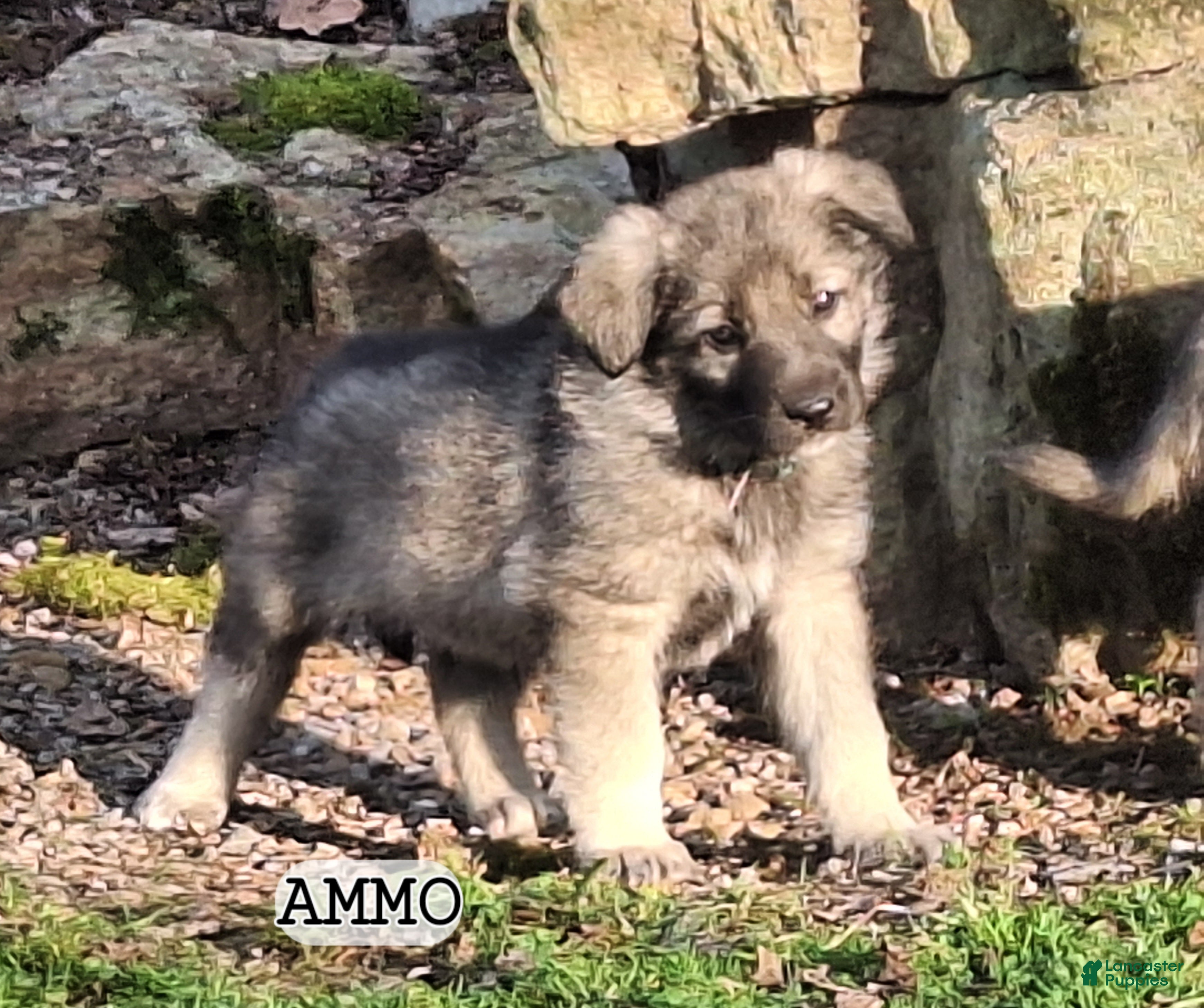 German Shepherd dogs AMMO Silver sable male pup! - Ad 2