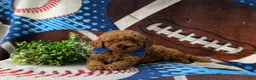 Miniature Poodle dogs for sale: Rex AKC Registered - Ad 5