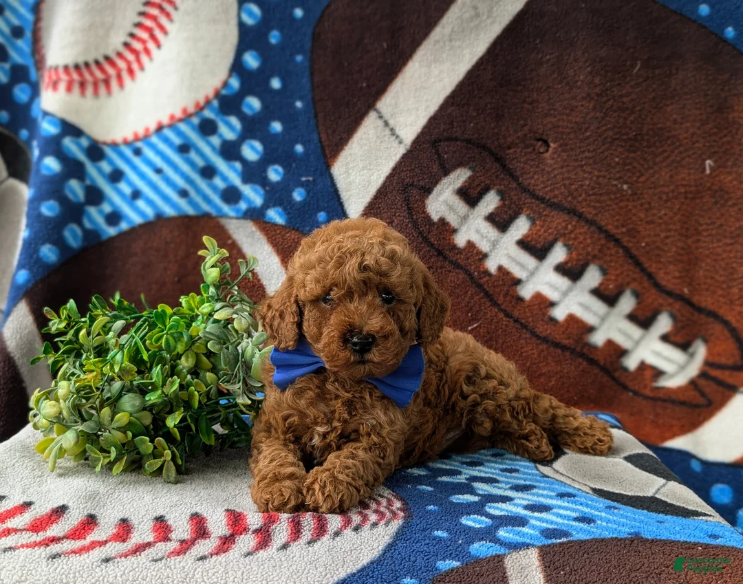 Miniature Poodle dogs for sale: Rex AKC Registered - Ad 5