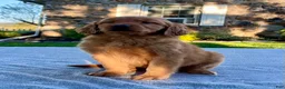 Golden Retriever dogs for sale: Luther - Ad 6