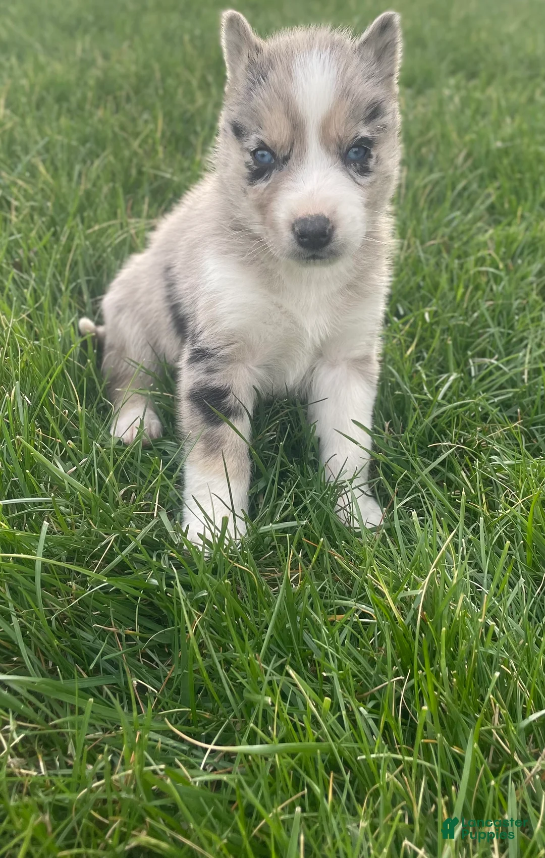 Gerberian Shepsky dogs for sale: Chief - Ad 3