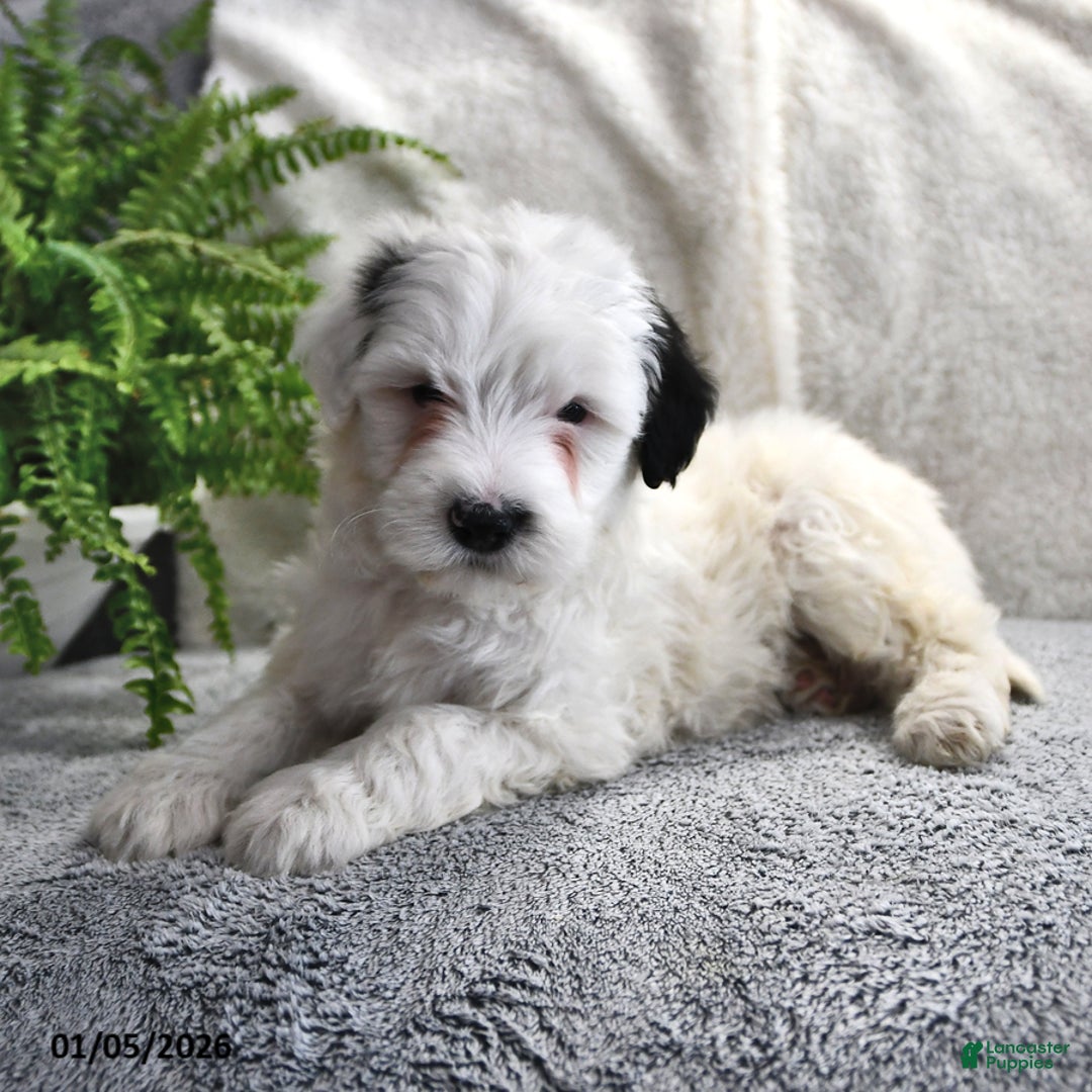 Portuguese Water Dog dogs for sale: Dream  - Ad 8
