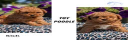 Toy Poodle dogs for sale: Max - Ad 13