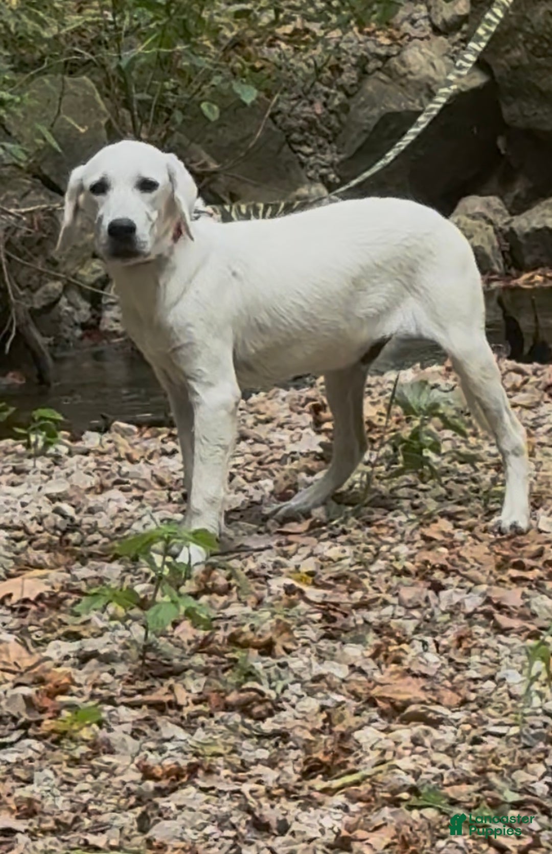 Labrador Retriever dogs for sale: Labrador Retriever Russel - Ad 2