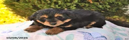 Mini Aussiedoodle dogs for sale: Sweetie - Ad 3