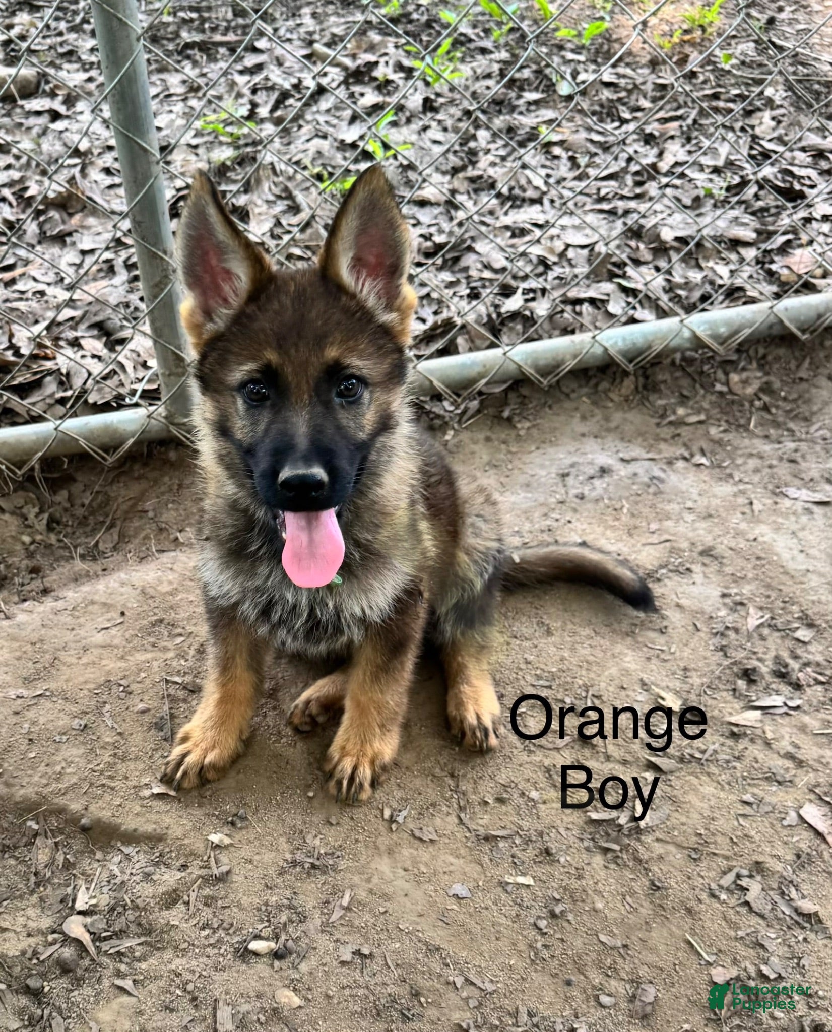 German Shepherd dogs Orange Boy German Shepherd 3 - Ad 1