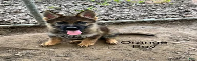 Orange Boy German Shepherd 3