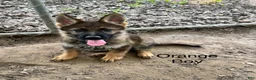 German Shepherd dogs for sale: Orange Boy German Shepherd 3 - Ad 1