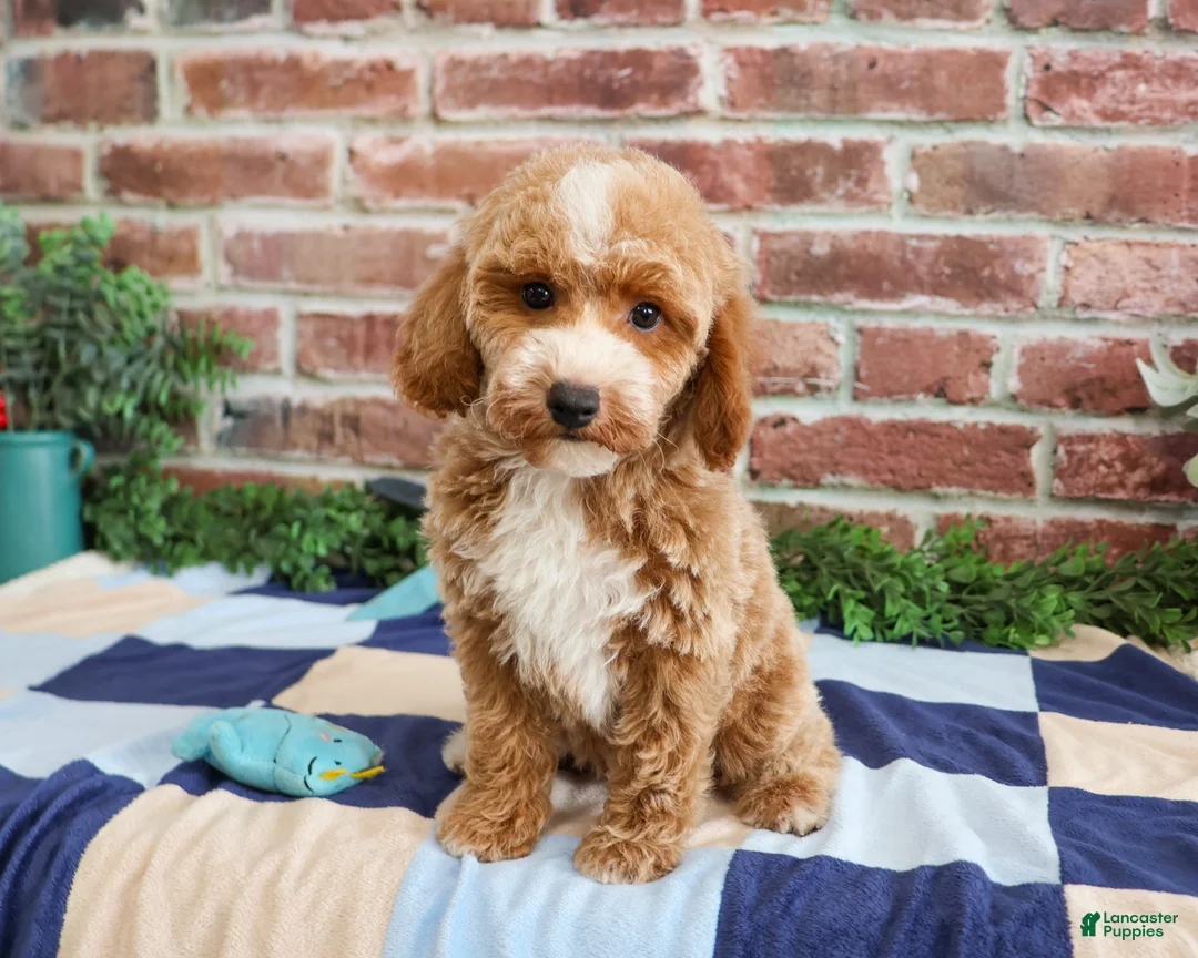 Miniature Poodle dogs for sale: Rhett - Ad 1