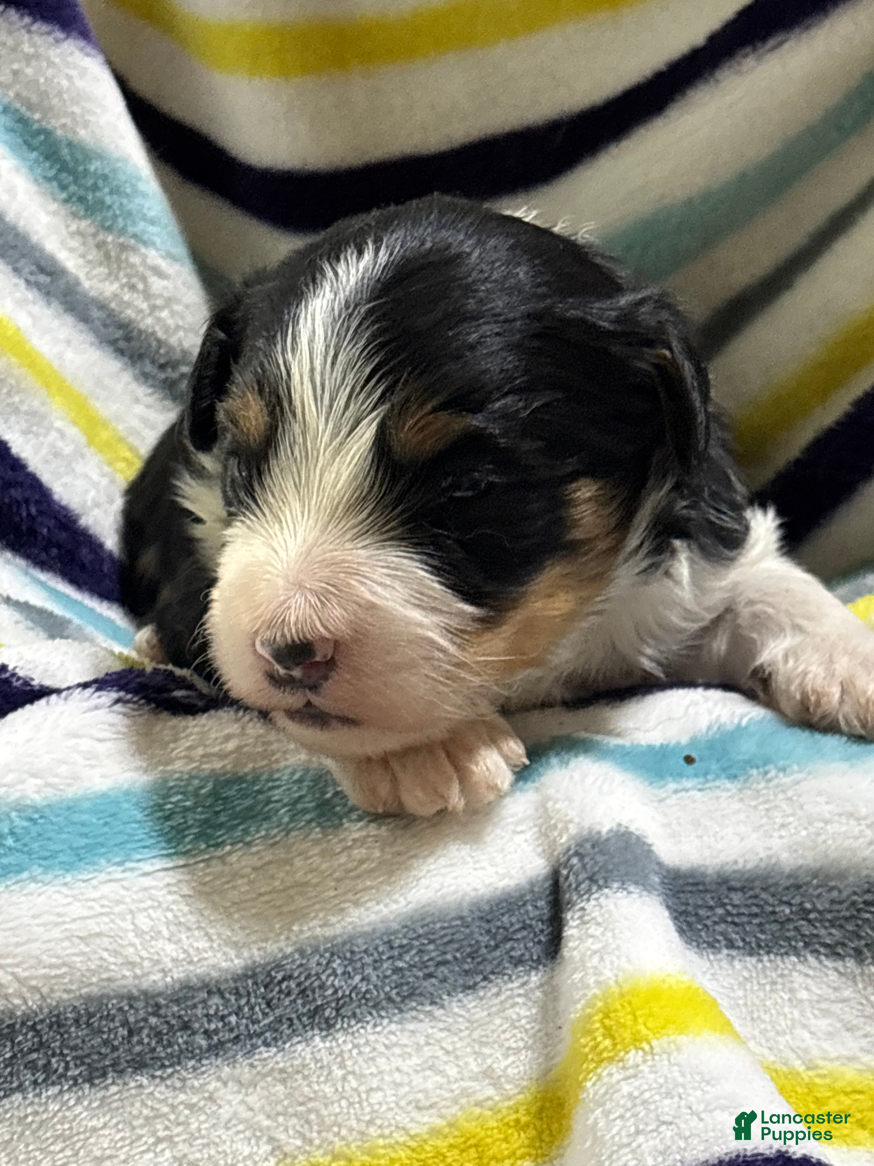 Mini Aussiedoodle dogs Rolo - Ad 1