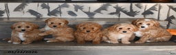 Bichpoo dogs for sale: Calvin - Ad 5
