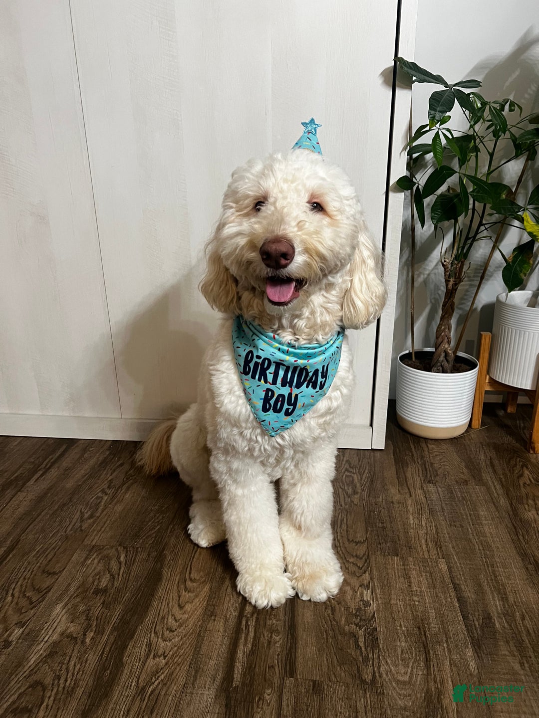 Goldendoodle dogs for stud: Goldendoodle stud - Ad 2