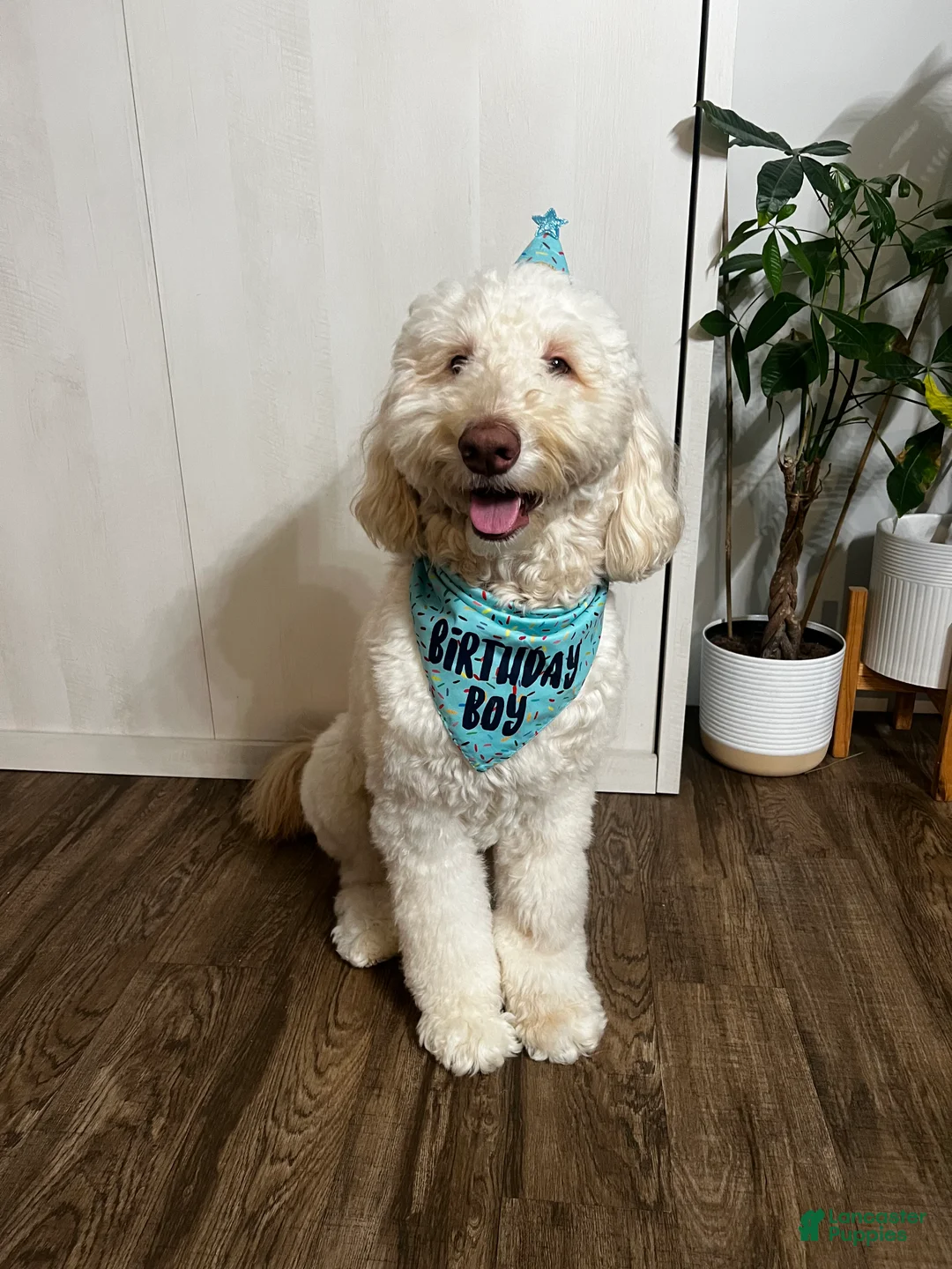 Goldendoodle dogs for stud: Goldendoodle stud - Ad 2