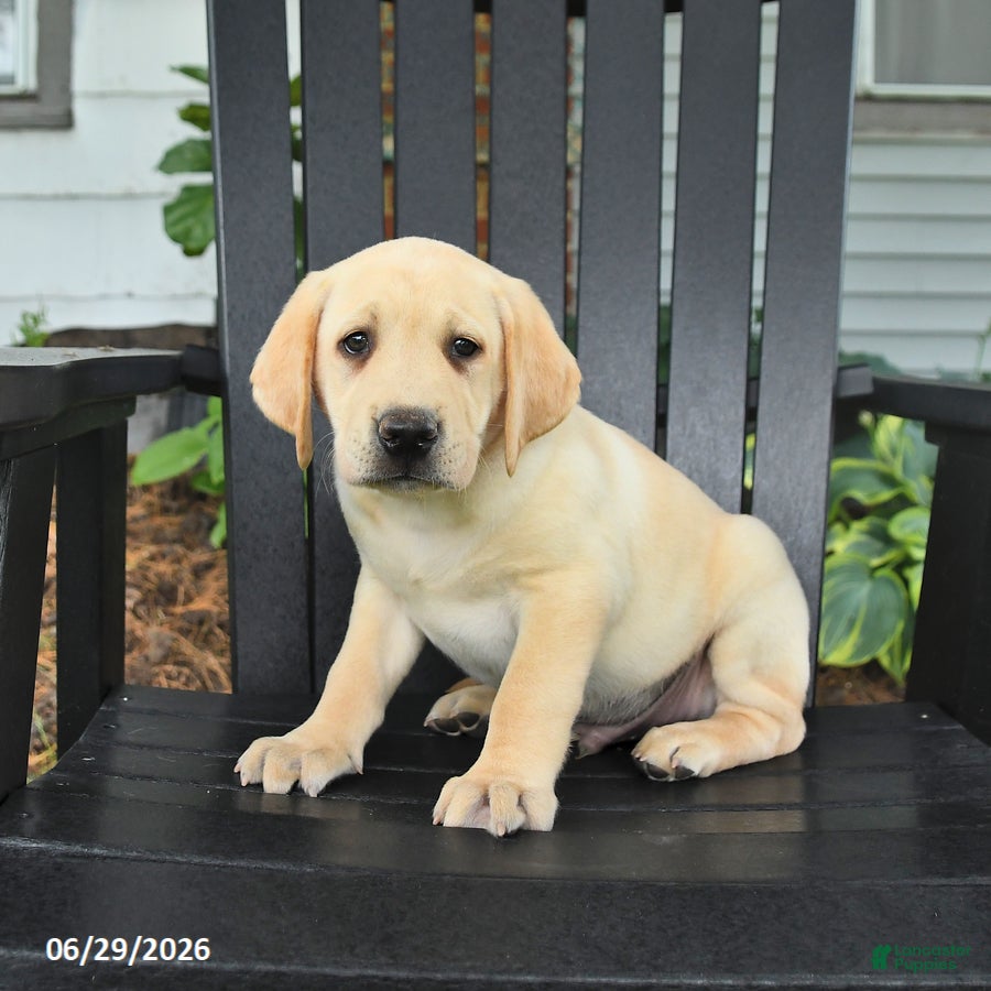 Labrador Retriever dogs Scout - Ad 2
