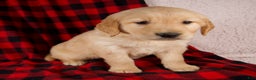 Golden Retriever dogs for sale: Tessa - Ad 3