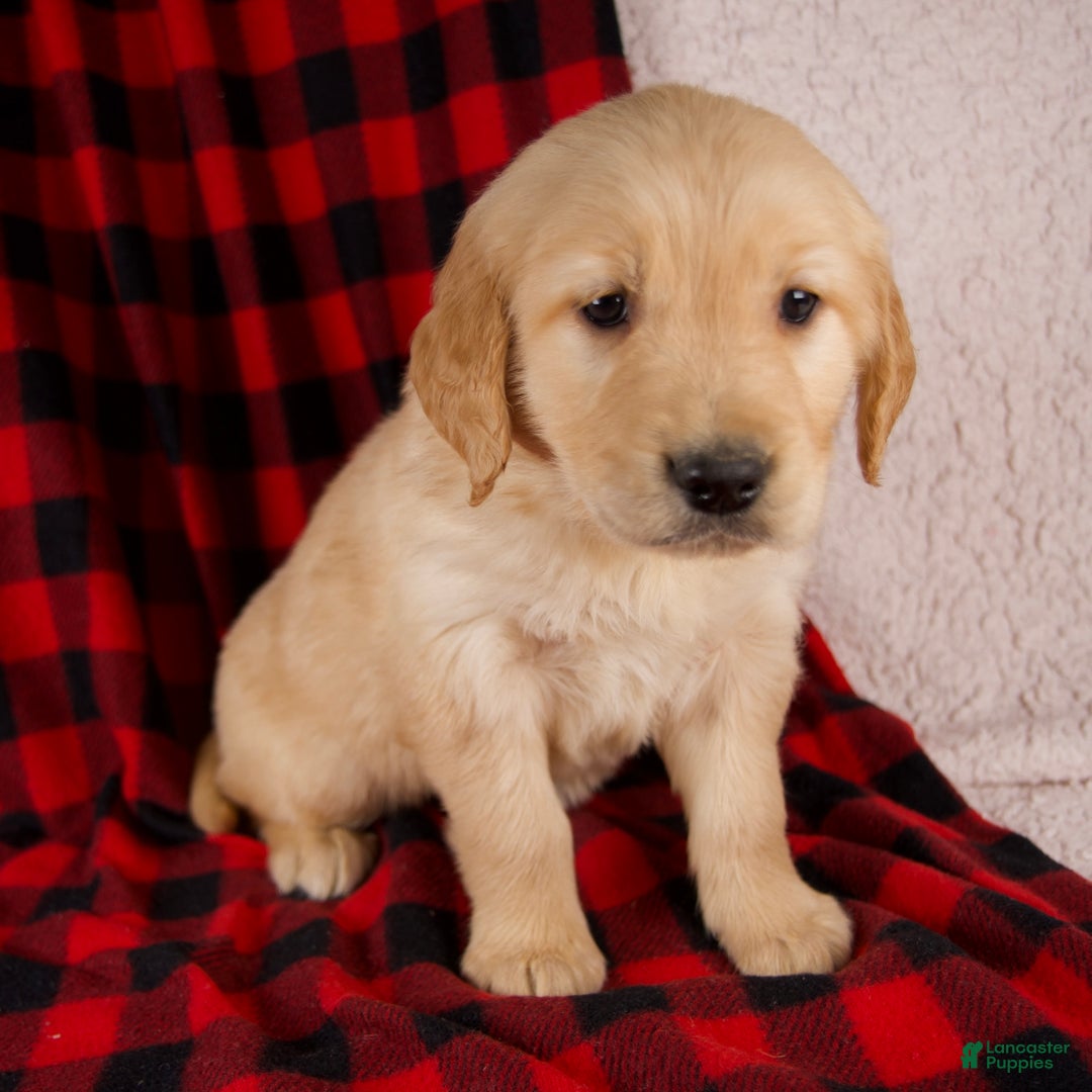 Golden Retriever dogs for sale: Tessa - Ad 3