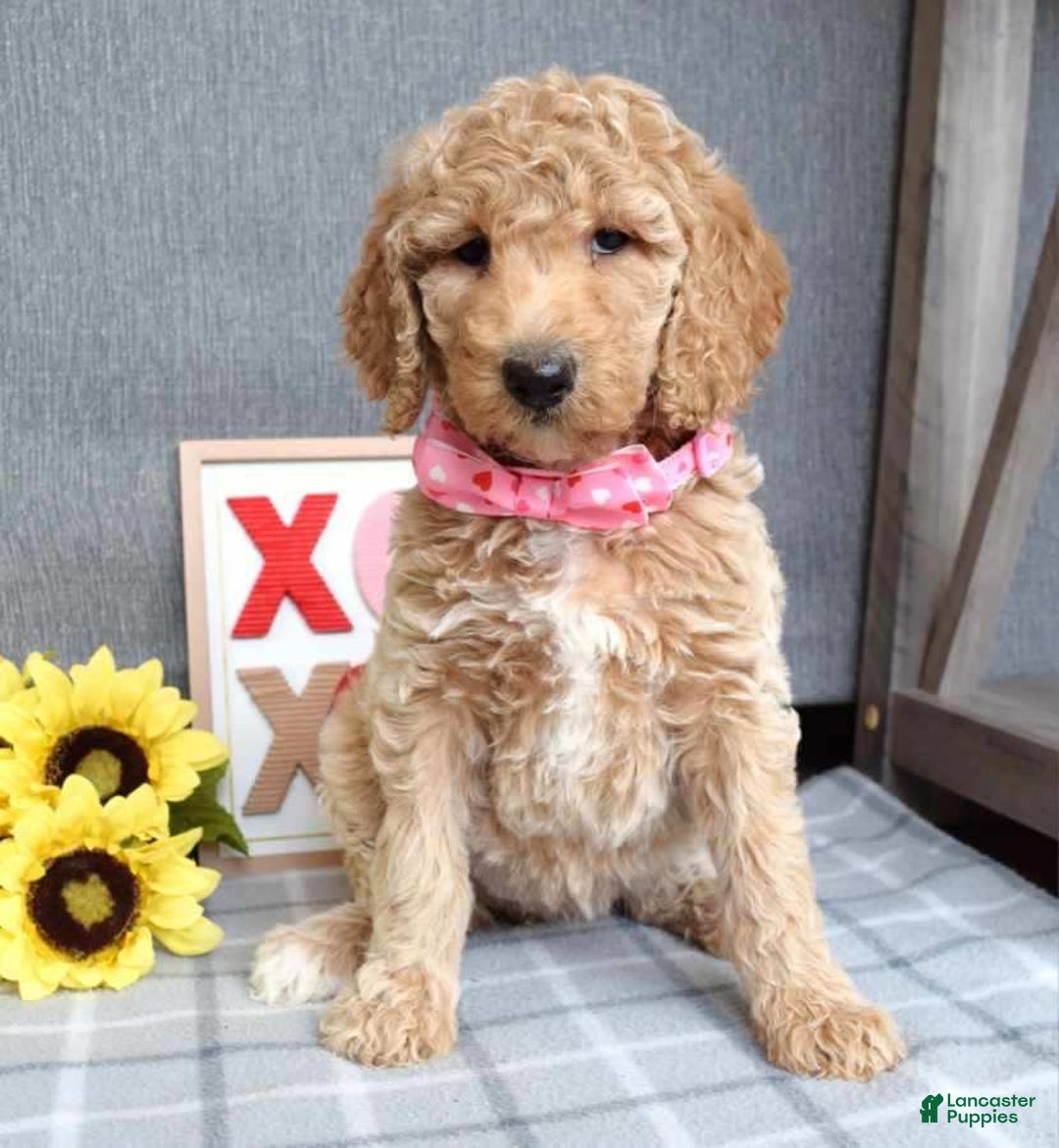 Standard Poodle dogs for sale: Camilla  - Ad 4