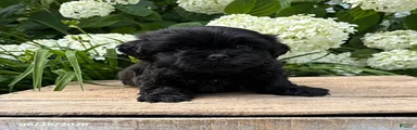 Luca