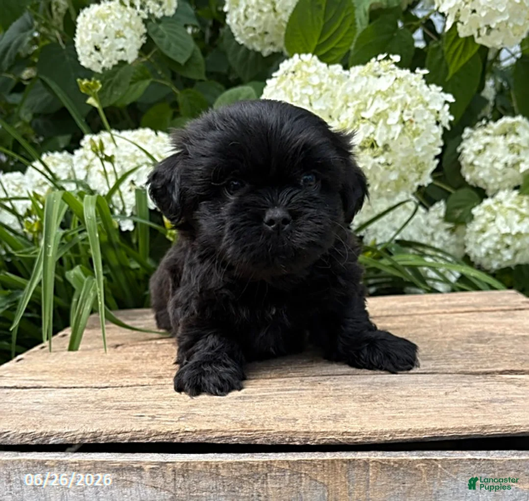 Shih Tzu dogs for sale: Luca - Ad 1