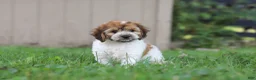 Cockapoo dogs for sale: Adin - Ad 7