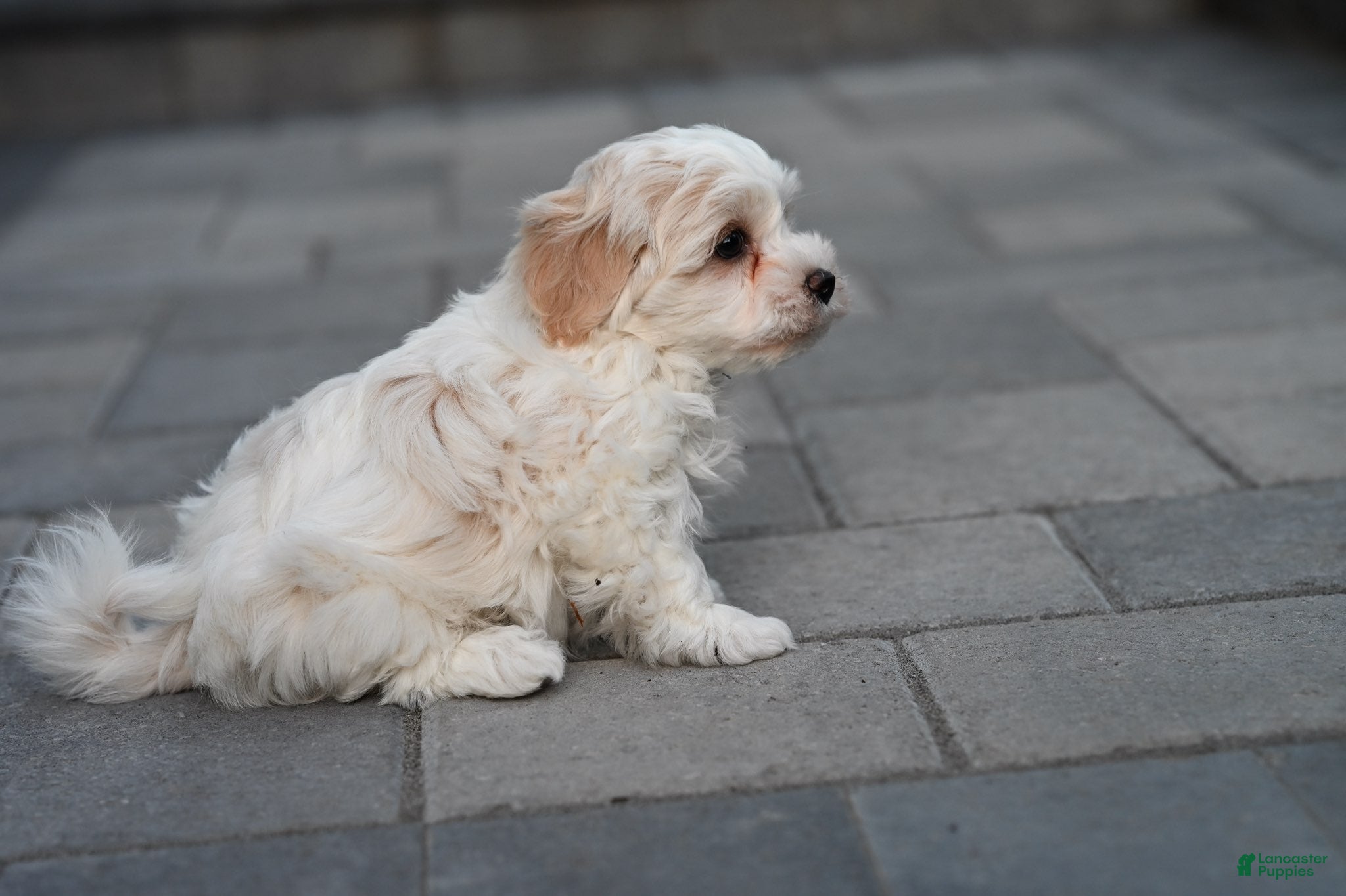Havanese dogs Oliver - Ad 1