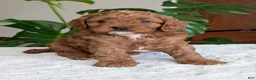 Cavapoo dogs for sale: Myles - Ad 5