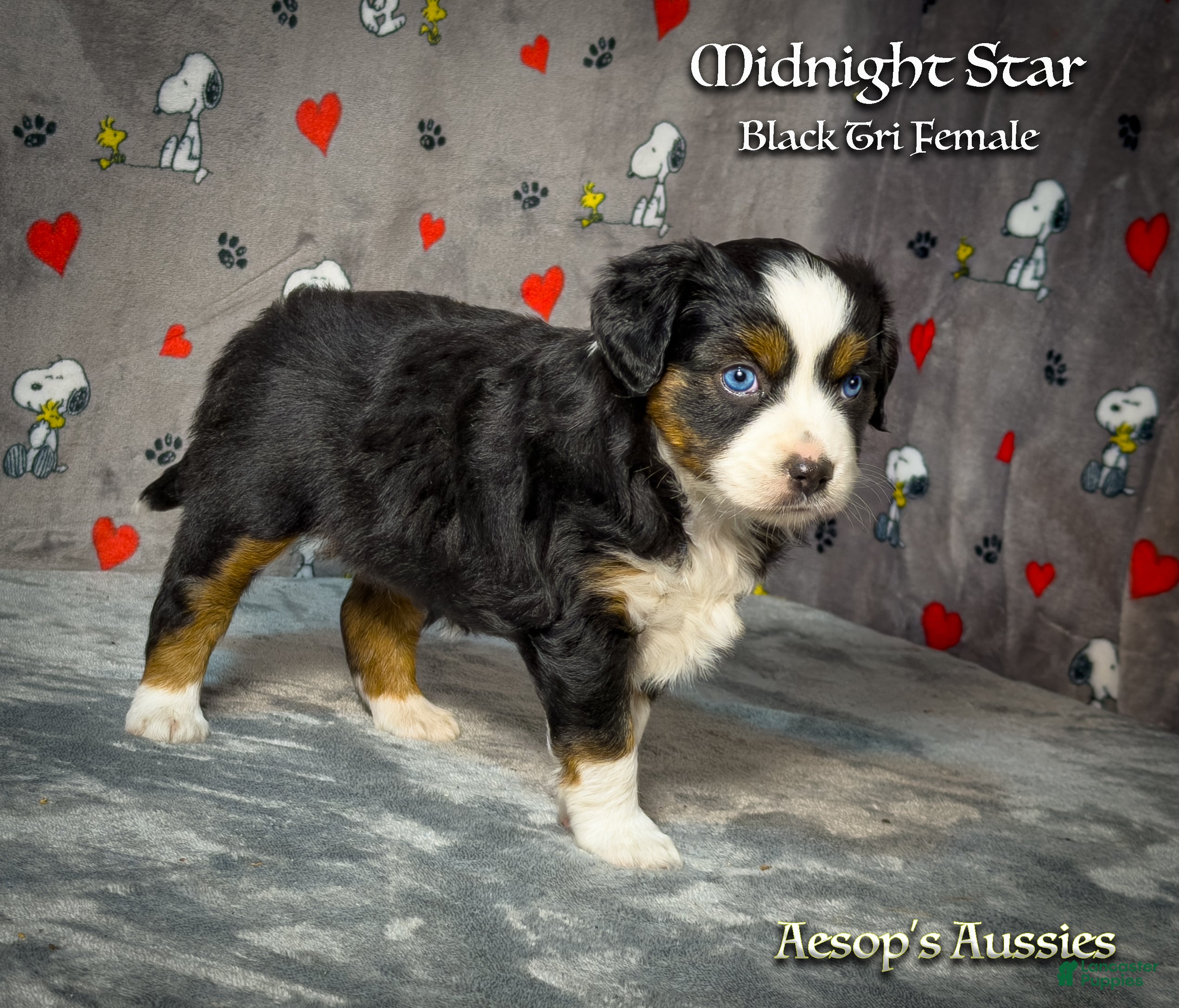 Toy Australian Shepherd dogs Toy Australian Shepherd 3 - Ad 2