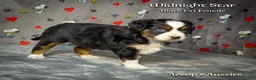 Toy Australian Shepherd dogs for sale: Toy Australian Shepherd 3 - Ad 2