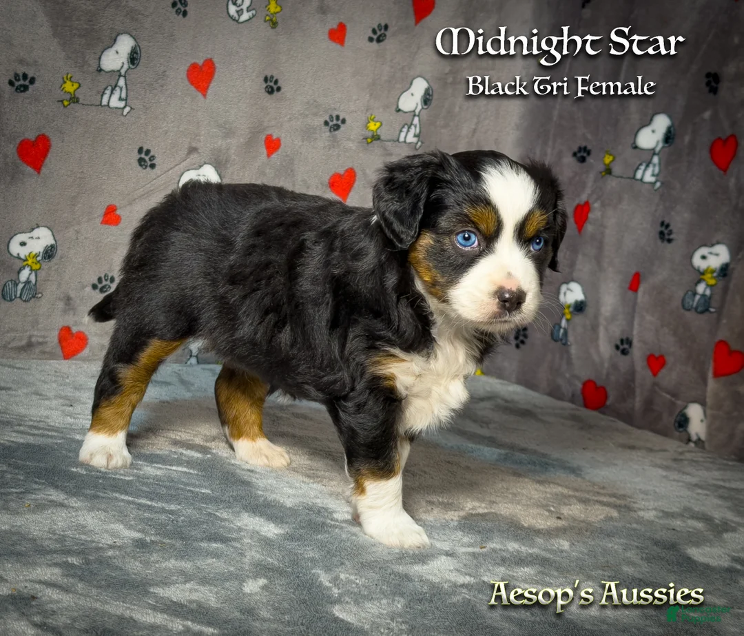 Toy Australian Shepherd dogs for sale: Toy Australian Shepherd 3 - Ad 2