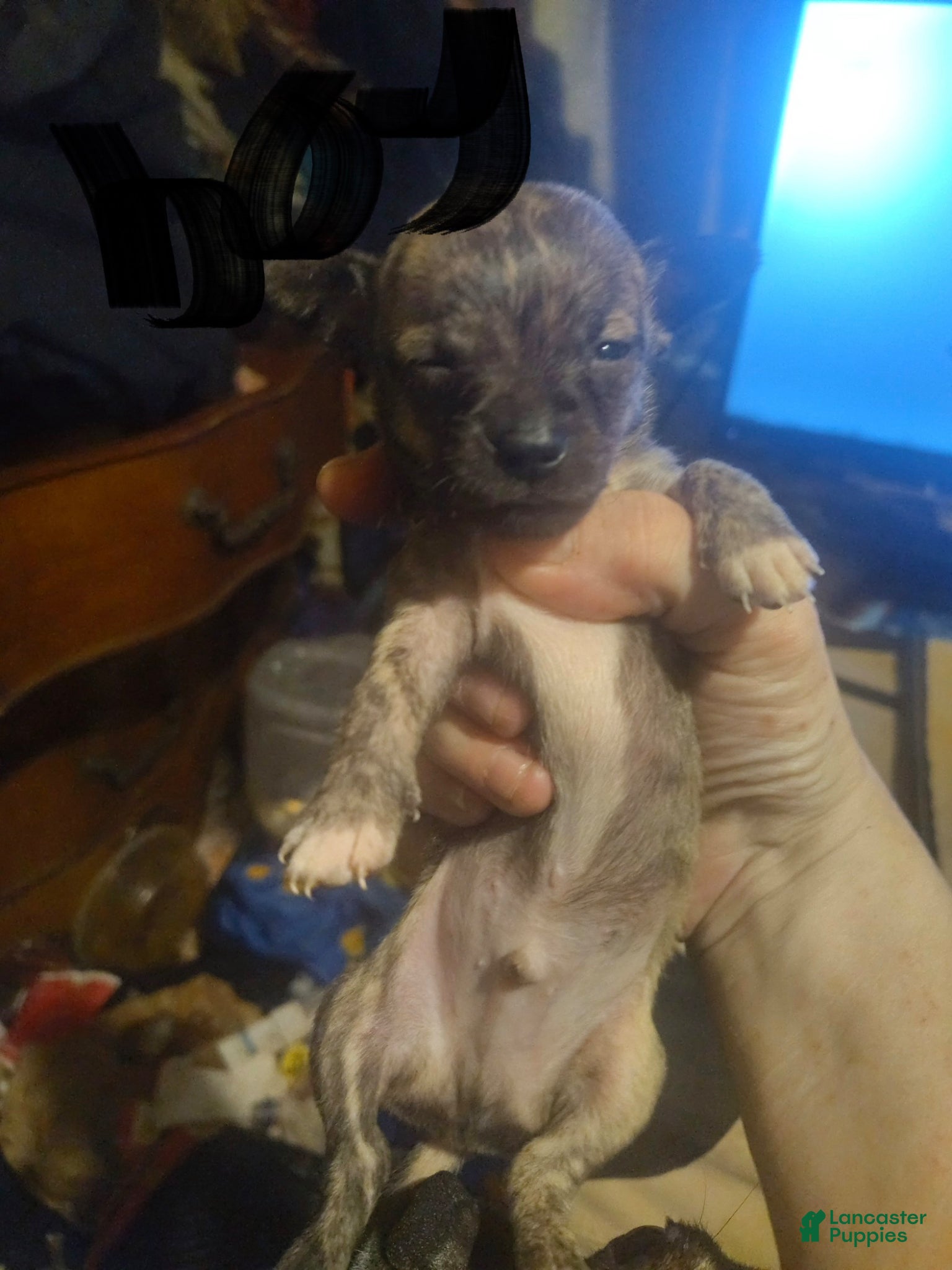 Mixed Breed dogs lil dee - Ad 25