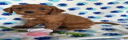 Mini Goldendoodle dogs for sale: Teddy - Ad 4