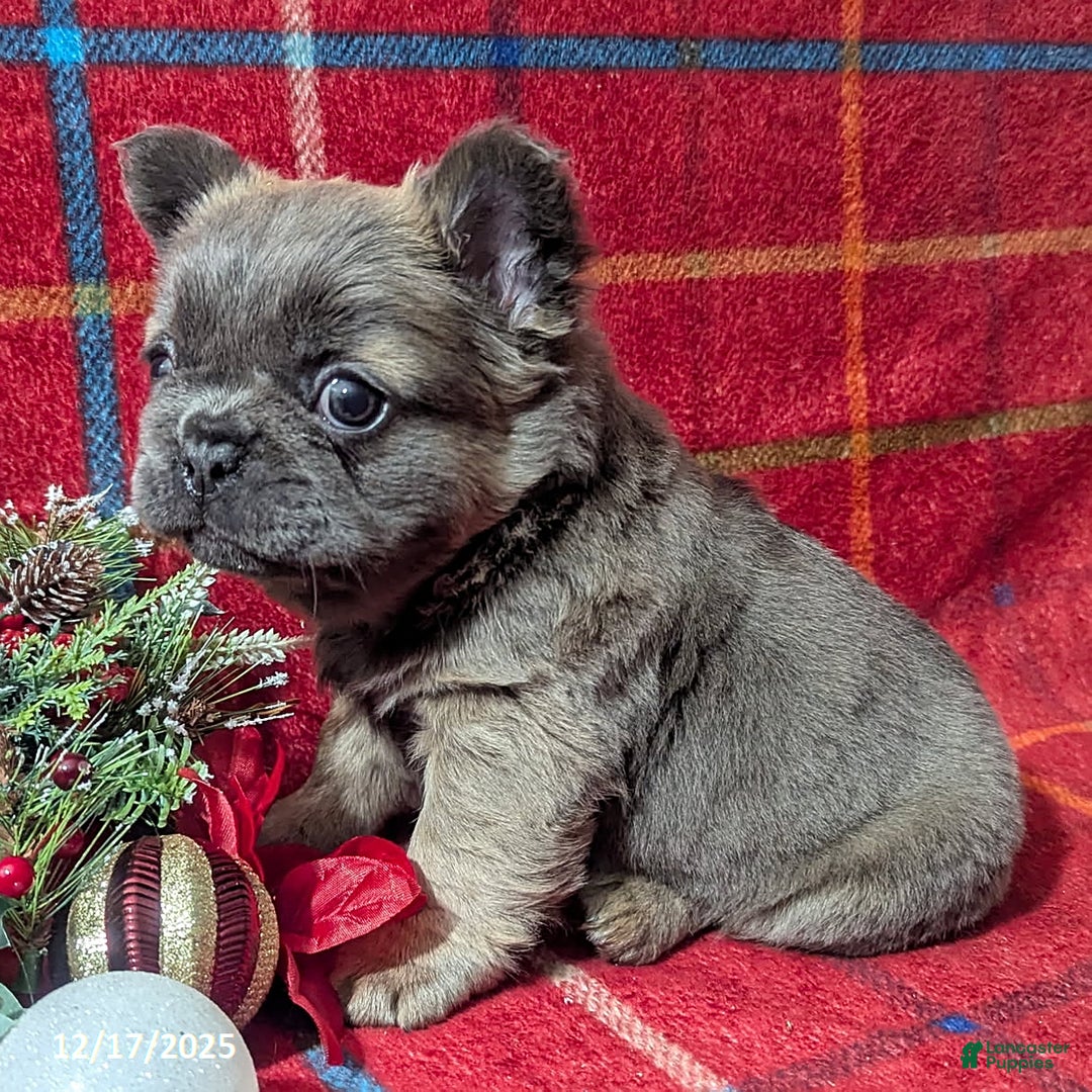 French Bulldog dogs for sale: Abby FLUFFY - Ad 3