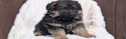 German Shepherd dogs for sale: Zeus - Ad 5