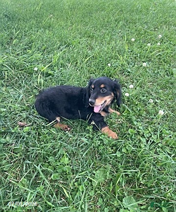 Miniature Dachshund dogs for sale: April - Ad 2