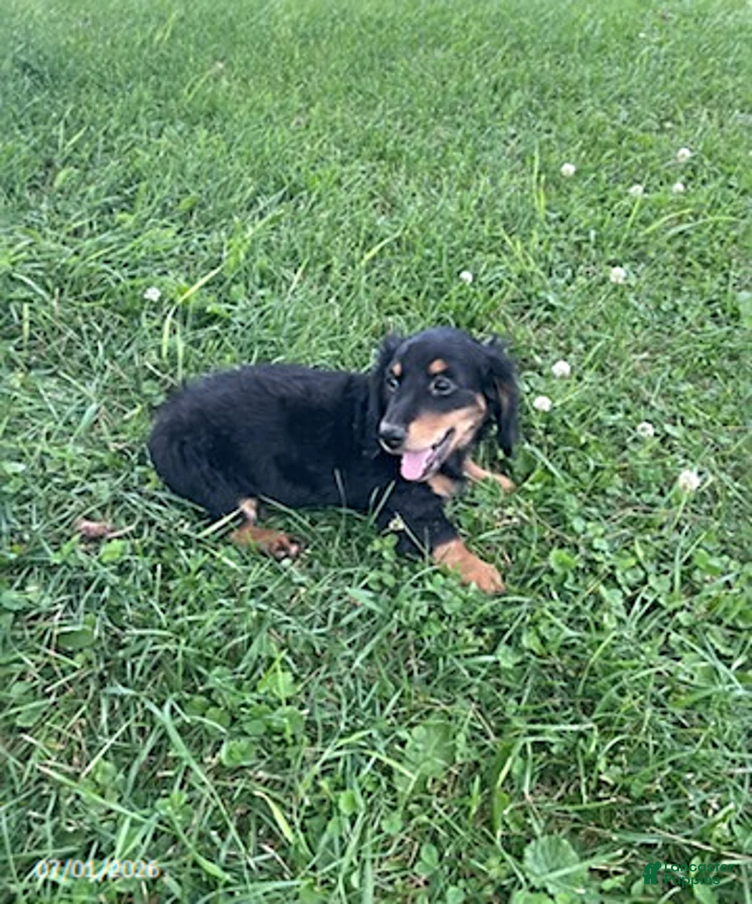 Miniature Dachshund dogs for sale: April - Ad 1