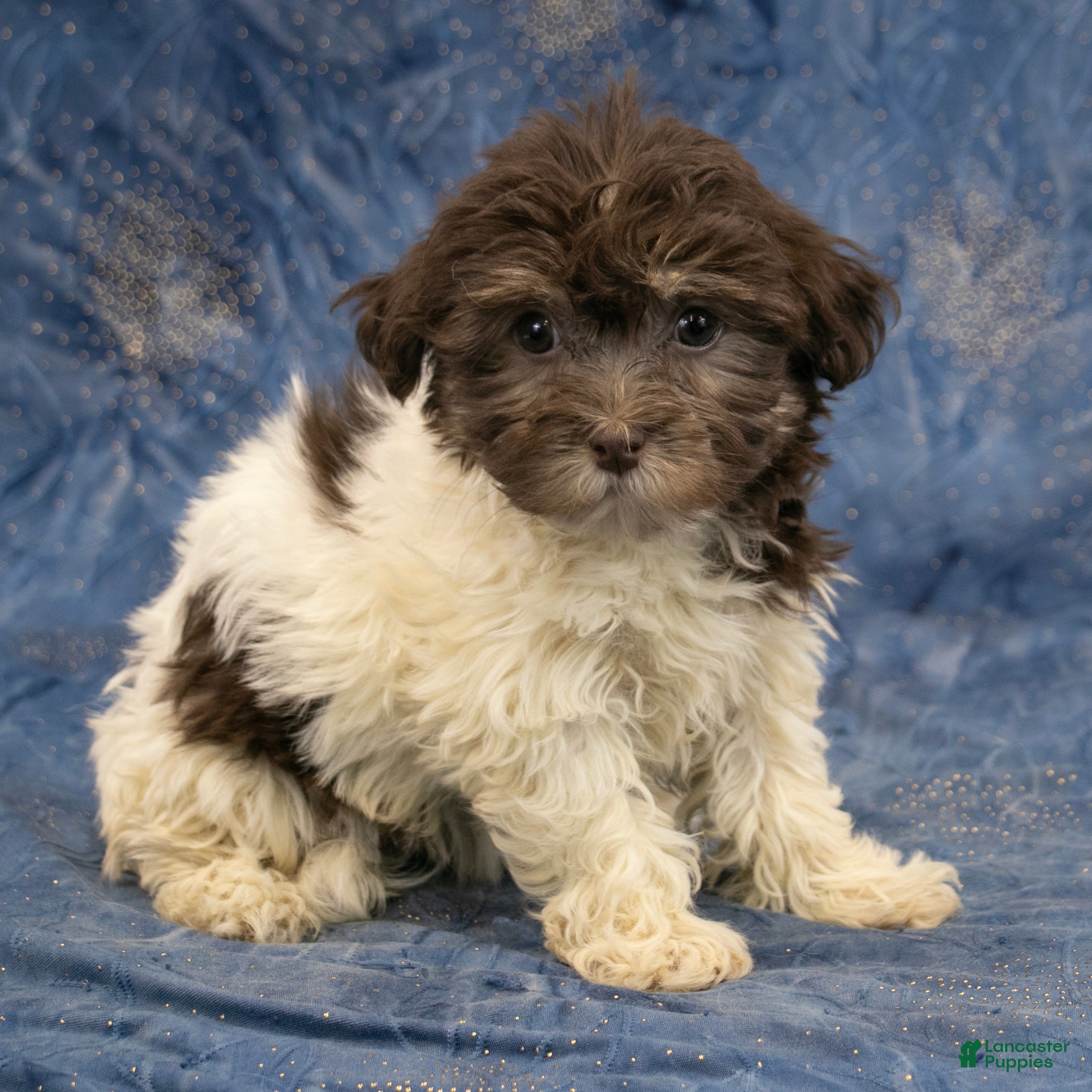 Havanese dogs Willow - Ad 1