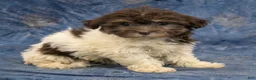 Havanese dogs for sale: Willow - Ad 1