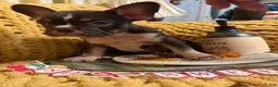 French Bulldog dogs for sale: French Bulldog 4 - Ad 5