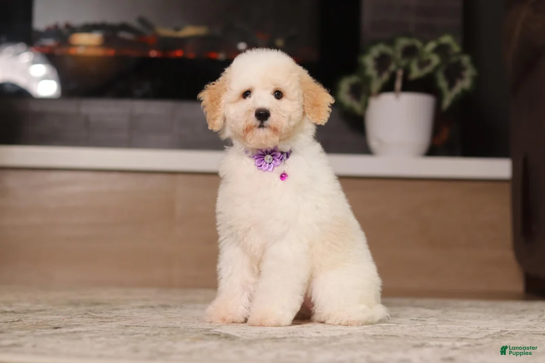 Miniature Poodle dogs for sale: Maisie (AKC) - Ad 2