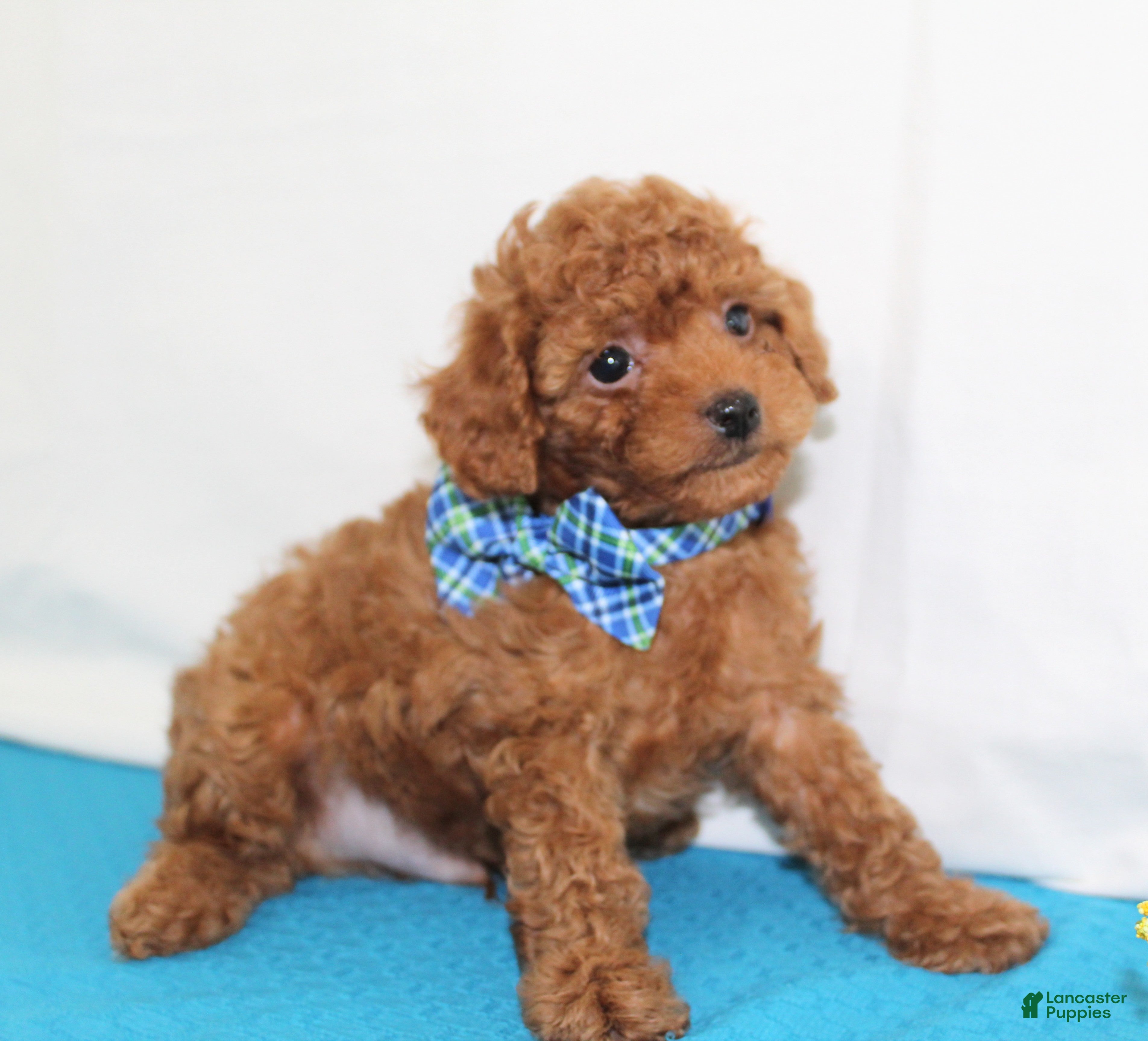 Toy Poodle dogs Tiny Myles, Full AKC - Ad 2