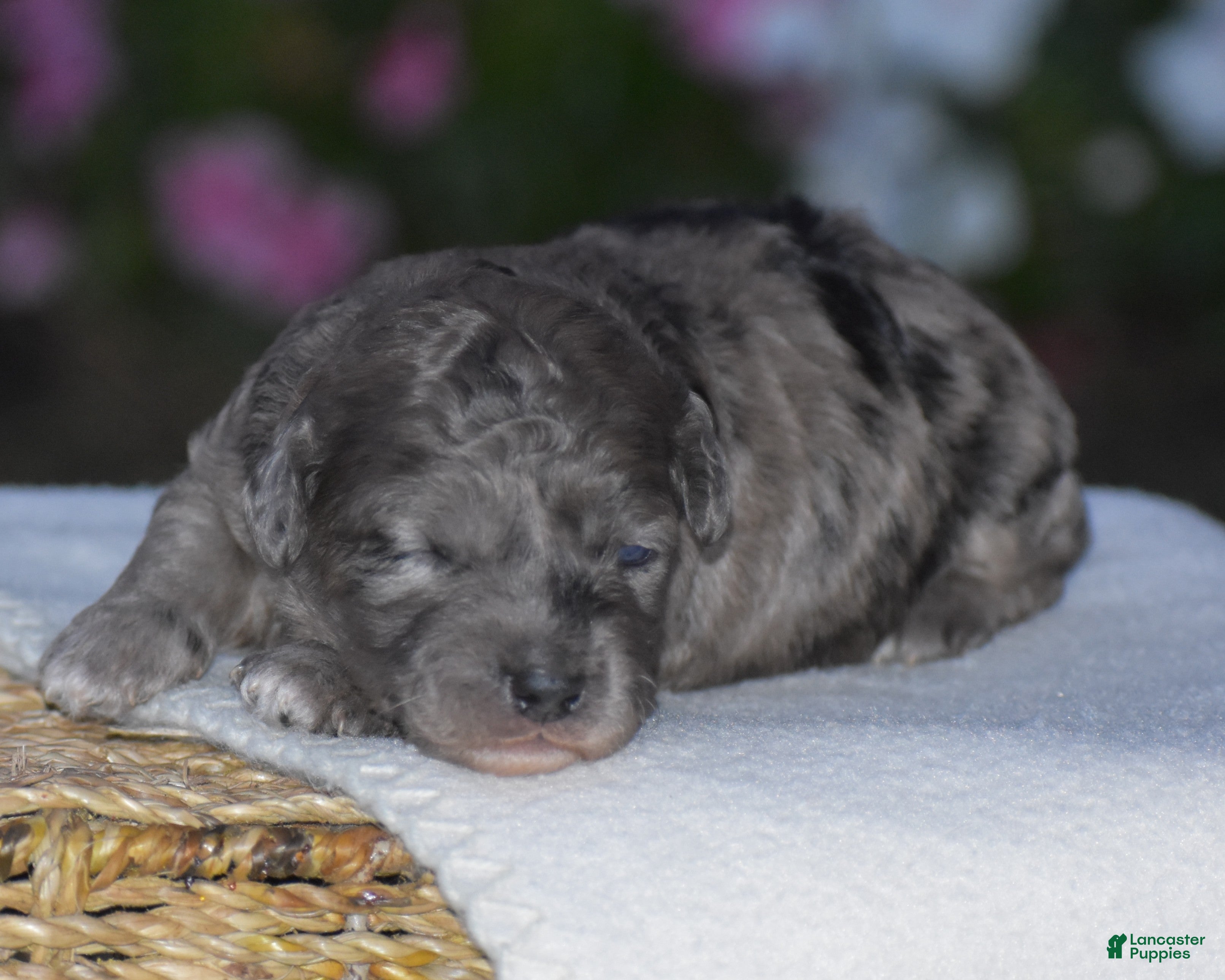 Mini Goldendoodle dogs Heather - Ad 1