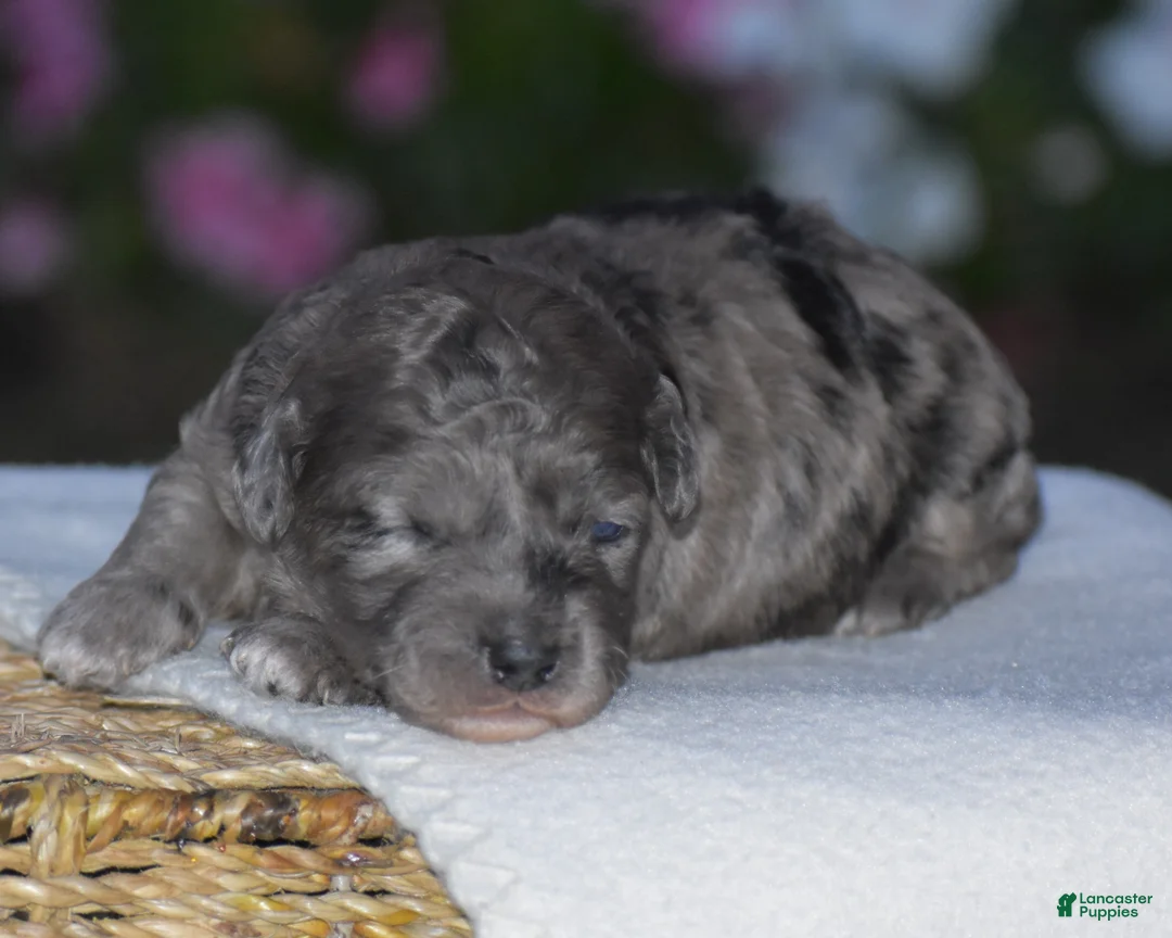 Mini Goldendoodle dogs for sale: Heather - Ad 1