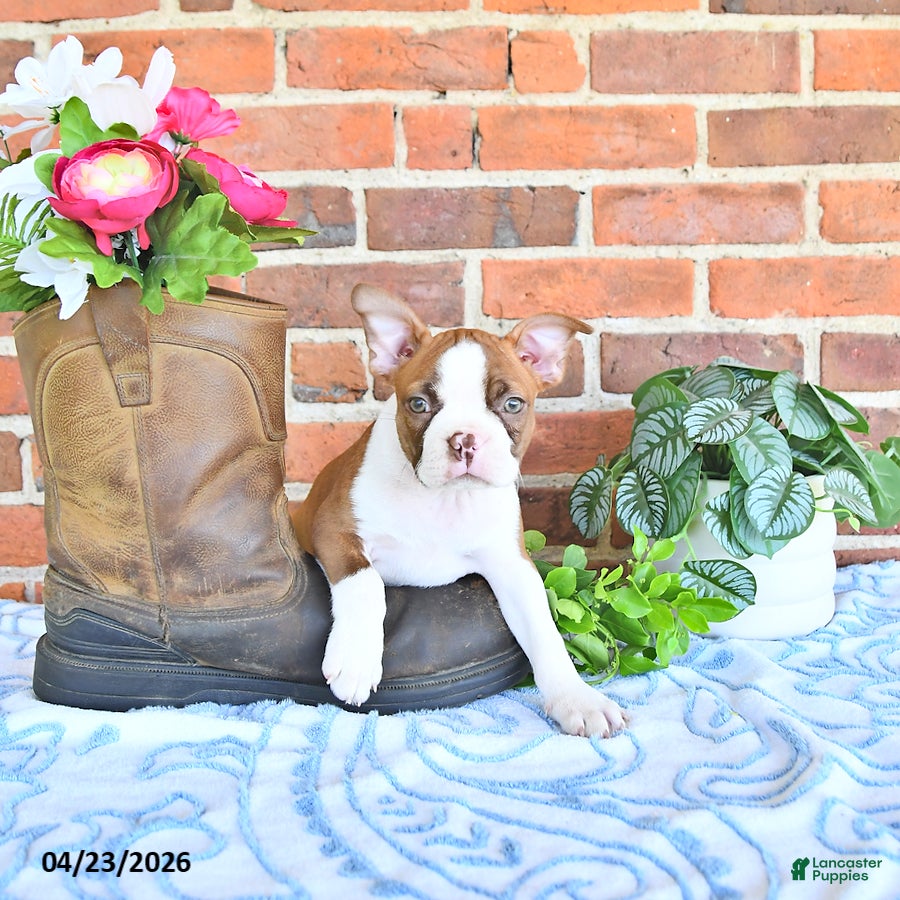 Boston Terrier dogs Patrick - Ad 2