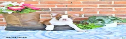 Boston Terrier dogs for sale: Patrick - Ad 2