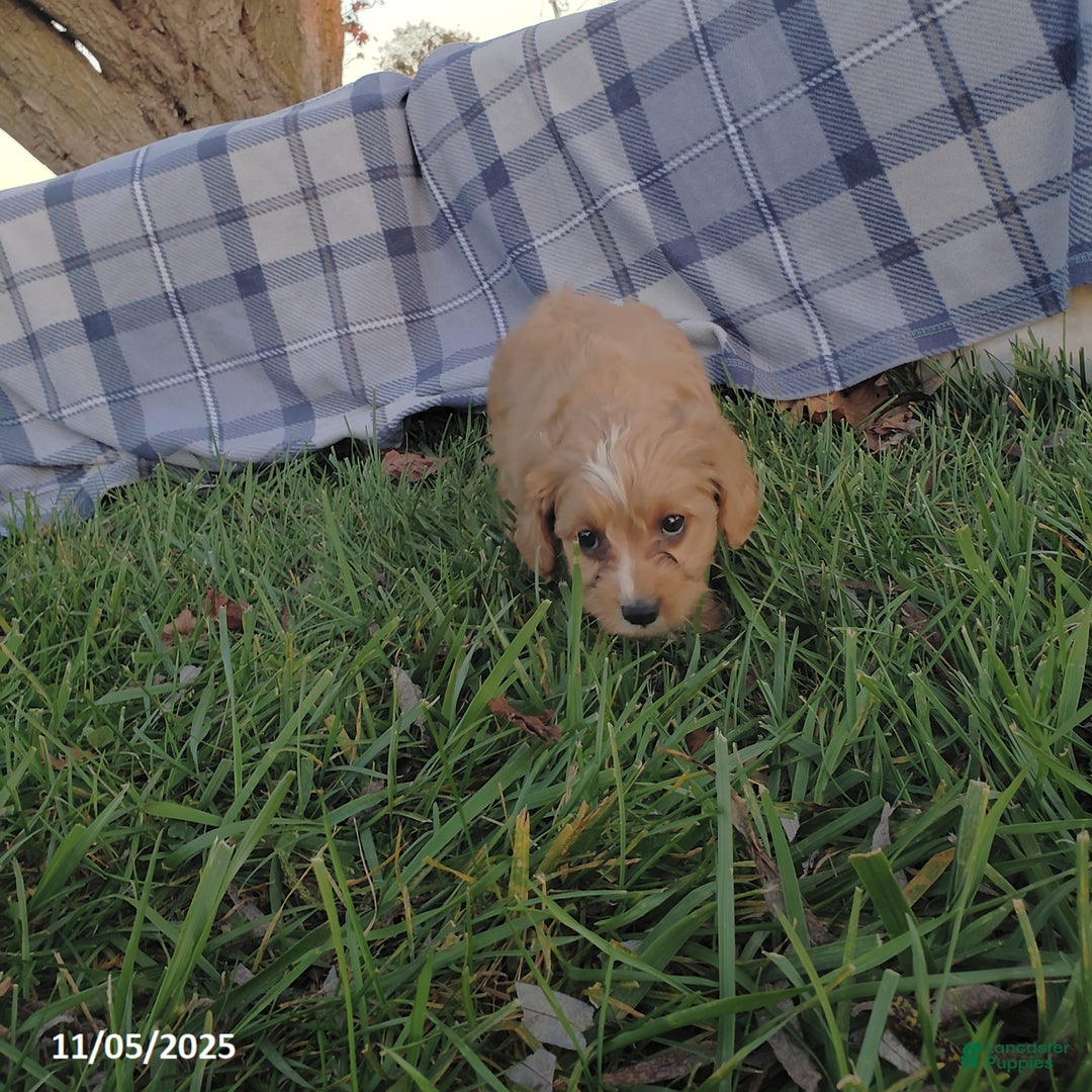 Cavapoo dogs for sale: Brooke - Ad 4