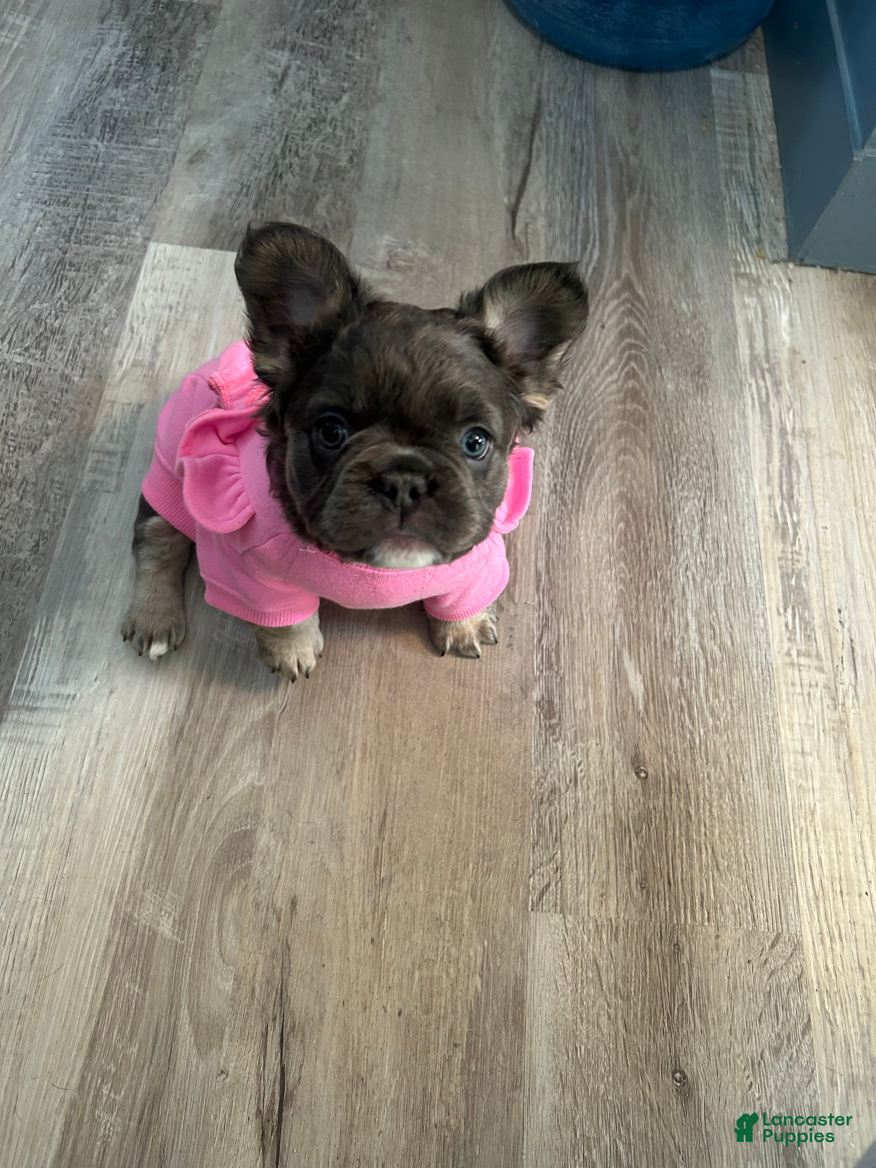French Bulldog dogs French Bulldog Puppy 1 - Ad 26