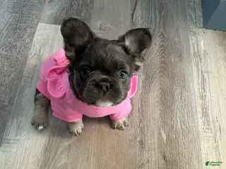 French Bulldog dogs French Bulldog Puppy 1 - Ad 26